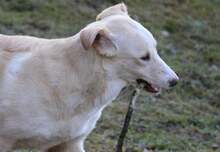 RAISA, Hund, Mischlingshund in Weilburg - Bild 3