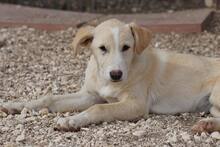 RAISA, Hund, Mischlingshund in Weilburg - Bild 38