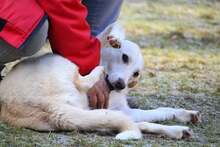 RAISA, Hund, Mischlingshund in Weilburg - Bild 5