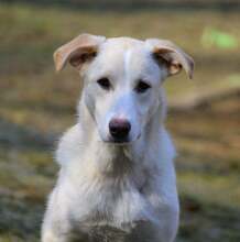 RAISA, Hund, Mischlingshund in Weilburg - Bild 8
