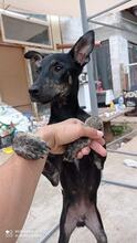 JEREMY, Hund, Mischlingshund in Bulgarien - Bild 2