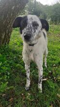 MARBI, Hund, Mischlingshund in Bulgarien - Bild 1