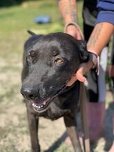 ISMA, Hund, Mischlingshund in Ungarn - Bild 2