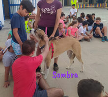 SOMBRA, Hund, Herdenschutzhund-Mix in Spanien - Bild 1