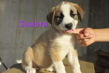 SOMBRA, Hund, Herdenschutzhund-Mix in Spanien - Bild 10