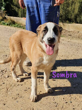 SOMBRA, Hund, Herdenschutzhund-Mix in Spanien - Bild 11