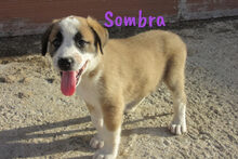 SOMBRA, Hund, Herdenschutzhund-Mix in Spanien - Bild 12