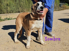 SOMBRA, Hund, Herdenschutzhund-Mix in Spanien - Bild 15