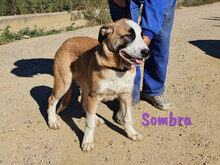 SOMBRA, Hund, Herdenschutzhund-Mix in Spanien - Bild 16
