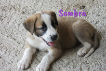SOMBRA, Hund, Herdenschutzhund-Mix in Spanien - Bild 17