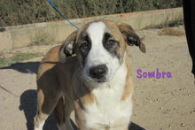 SOMBRA, Hund, Herdenschutzhund-Mix in Spanien - Bild 5
