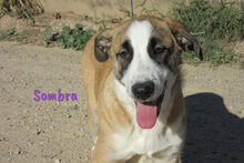 SOMBRA, Hund, Herdenschutzhund-Mix in Spanien - Bild 6