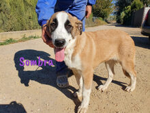 SOMBRA, Hund, Herdenschutzhund-Mix in Spanien - Bild 7