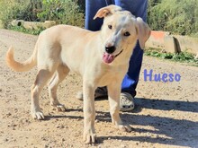 HUESO, Hund, Herdenschutzhund-Mix in Spanien - Bild 1