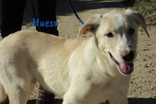 HUESO, Hund, Herdenschutzhund-Mix in Spanien - Bild 10