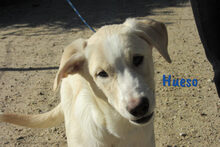 HUESO, Hund, Herdenschutzhund-Mix in Spanien - Bild 12