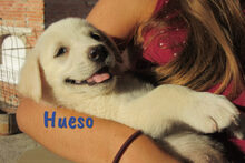 HUESO, Hund, Herdenschutzhund-Mix in Spanien - Bild 13