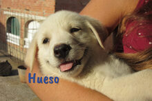 HUESO, Hund, Herdenschutzhund-Mix in Spanien - Bild 14
