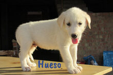 HUESO, Hund, Herdenschutzhund-Mix in Spanien - Bild 15