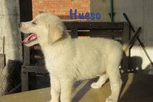 HUESO, Hund, Herdenschutzhund-Mix in Spanien - Bild 16