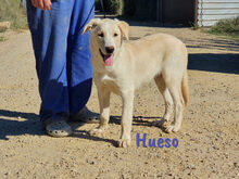 HUESO, Hund, Herdenschutzhund-Mix in Spanien - Bild 2