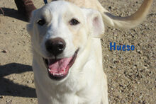 HUESO, Hund, Herdenschutzhund-Mix in Spanien - Bild 3