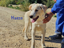 HUESO, Hund, Herdenschutzhund-Mix in Spanien - Bild 4