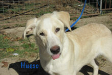 HUESO, Hund, Herdenschutzhund-Mix in Spanien - Bild 6
