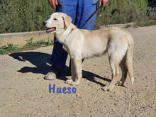HUESO, Hund, Herdenschutzhund-Mix in Spanien - Bild 7