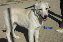 HUESO, Hund, Herdenschutzhund-Mix in Spanien - Bild 8