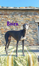 BOIRA, Hund, Galgo Español in Spanien - Bild 1