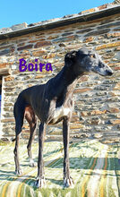 BOIRA, Hund, Galgo Español in Spanien - Bild 2