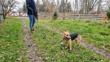 CYRKIELEK, Hund, Mischlingshund in Polen - Bild 13