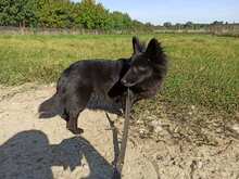 EKIERKA, Hund, Mischlingshund in Polen - Bild 2