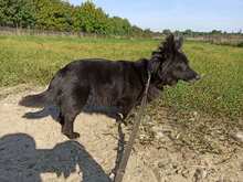 EKIERKA, Hund, Mischlingshund in Polen - Bild 4