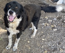 BORRE, Hund, Mischlingshund in Griechenland - Bild 4