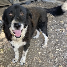 BORRE, Hund, Mischlingshund in Griechenland - Bild 6