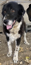 BORRE, Hund, Mischlingshund in Griechenland - Bild 8