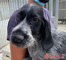 BALTO2, Hund, Mischlingshund in Italien - Bild 1