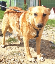 FELICIA, Hund, Mischlingshund in Schwarmstedt - Bild 4