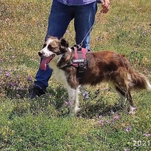 GEORGI, Hund, Mischlingshund in Bulgarien - Bild 2
