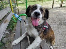 GEORGI, Hund, Mischlingshund in Bulgarien - Bild 4