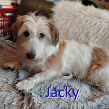 JACKY, Hund, Mischlingshund in Bulgarien - Bild 1