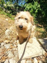 JACKY, Hund, Mischlingshund in Schwalmtal - Bild 9