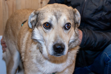 INGO, Hund, Mischlingshund in Rumänien - Bild 2