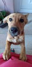 CASSIA, Hund, Mischlingshund in Kroatien - Bild 2