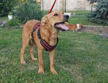 CASSIA, Hund, Mischlingshund in Kroatien - Bild 3