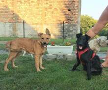 CASSIA, Hund, Mischlingshund in Kroatien - Bild 4