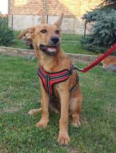 CASSIA, Hund, Mischlingshund in Kroatien - Bild 6
