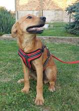 CASSIA, Hund, Mischlingshund in Kroatien - Bild 9